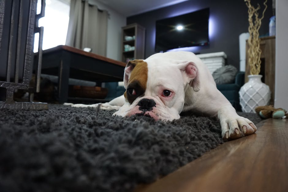 how to disinfect carpet